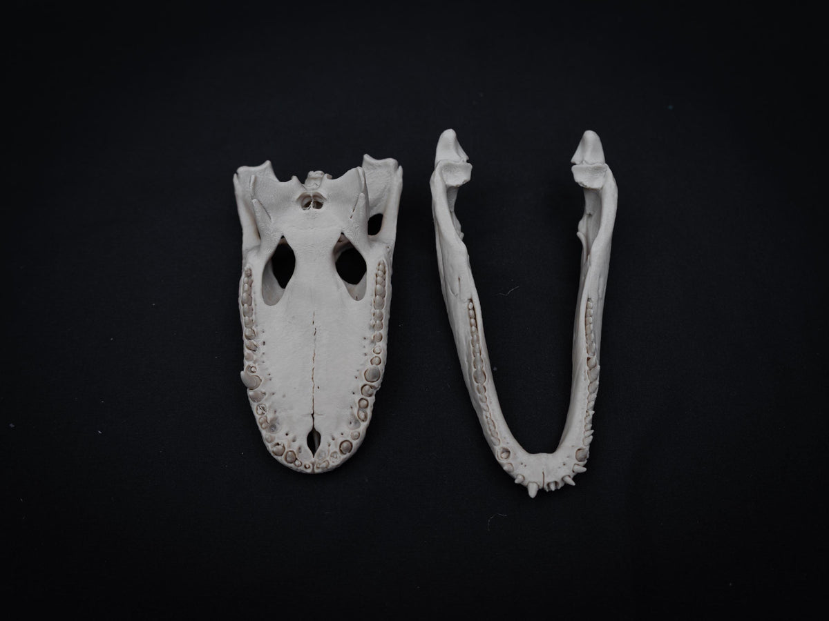 Scaled Alligator Skull Model | Gothic Decor Oddities and Curiosities | 3D Printe