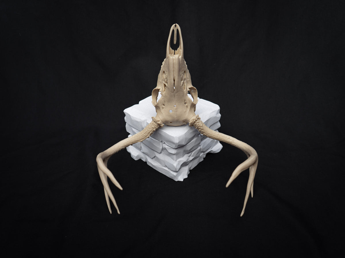 Deer Skull - Life Size 3D Print