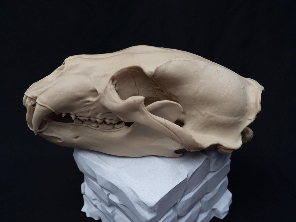Life Size 3D Printed Polar Bear Skull Model | Gothic Home Decor Oddities