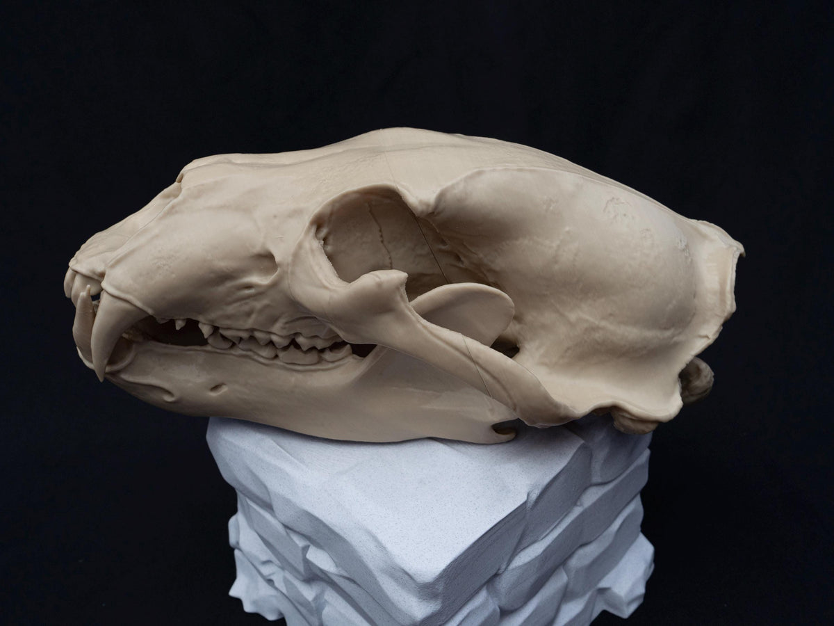 Life Size 3D Printed Polar Bear Skull Model | Gothic Home Decor Oddities