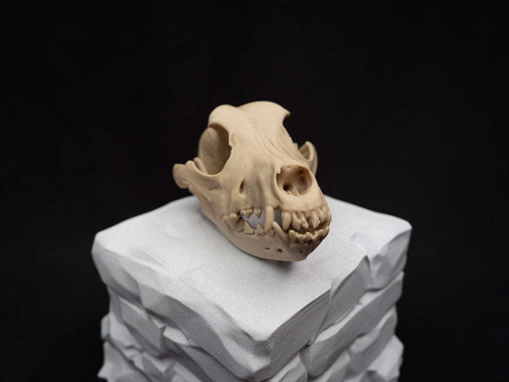 German Shepherd Skull - Life Size 3D Print