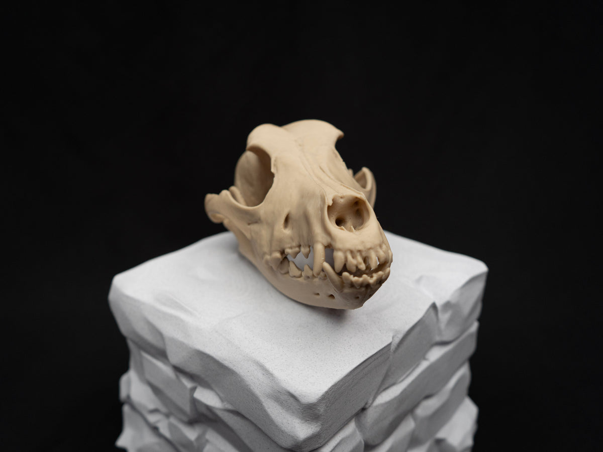 German Shepherd Skull - Life Size 3D Print