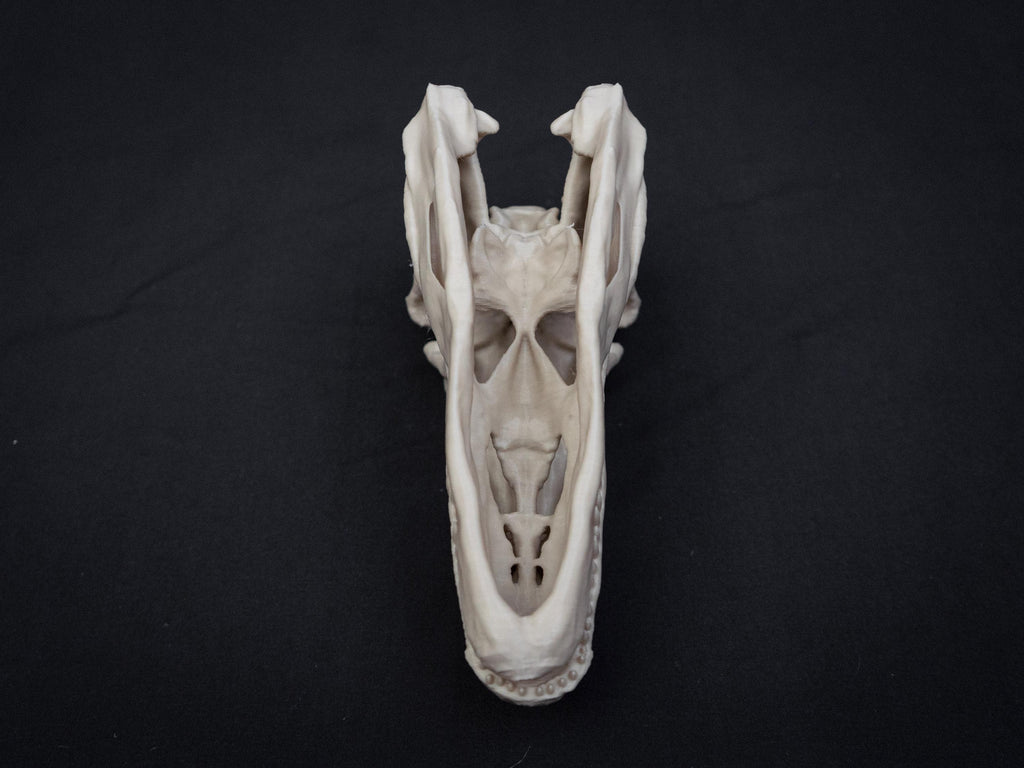 Allosaurus Skull Model | 3D Printed Dinosaur Model, Gothic Decor, Jurassic Fossi