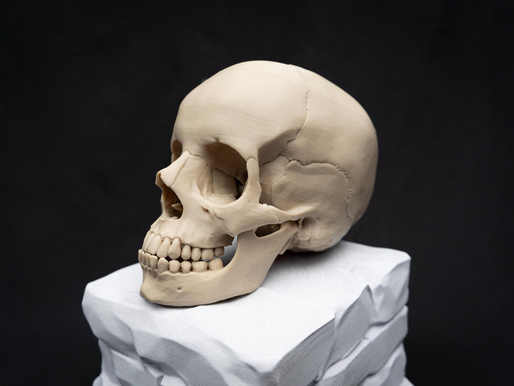 Life Size Human Skull Model | 3D Printed Faux Bone Cranium, Gothic Decor
