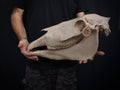 Life-Size Horse Skull Model Assembly Kit | 3D Printed DIY Gothic D�cor | Mari Lw