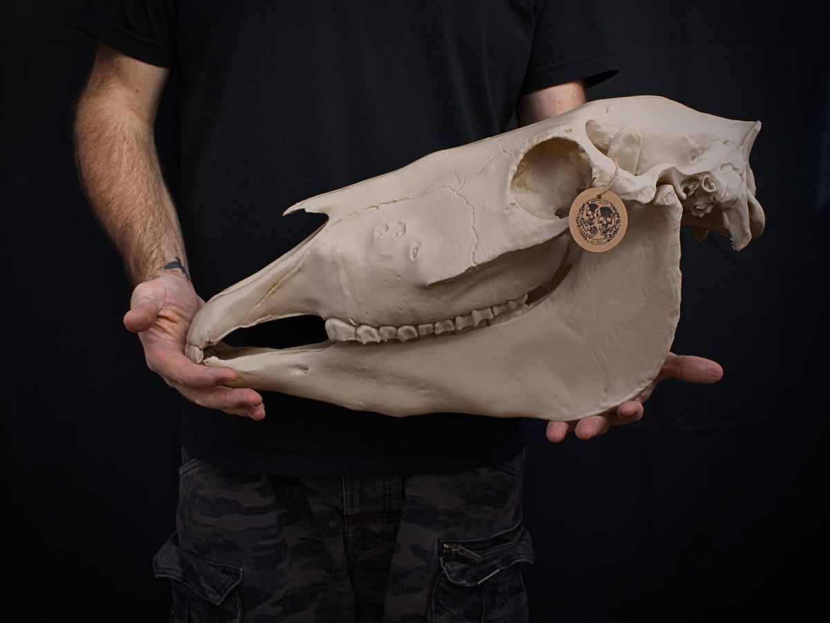 Life-Size Horse Skull Model Assembly Kit | 3D Printed DIY Gothic D�cor | Mari Lw