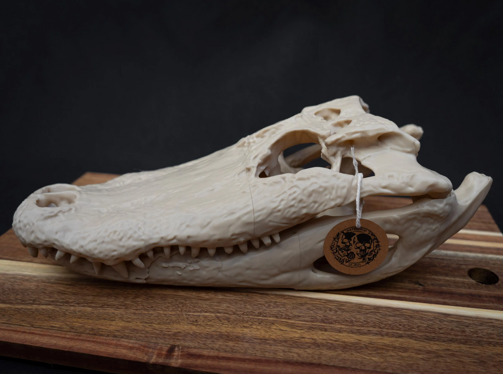 Alligator Skull - Life Size 3D Print