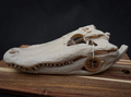 Alligator Skull - Life Size 3D Print