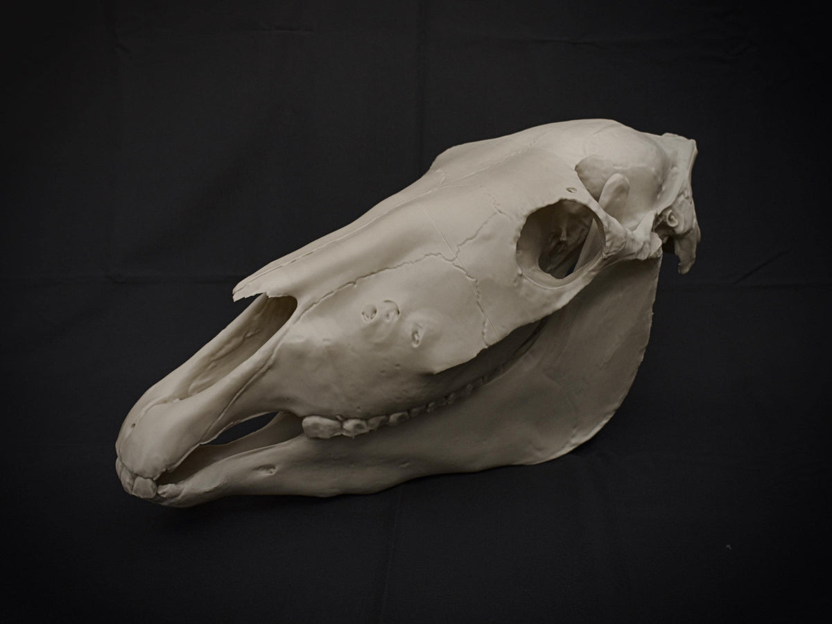 Life-Size Horse Skull Model Assembly Kit | 3D Printed DIY Gothic D�cor | Mari Lw