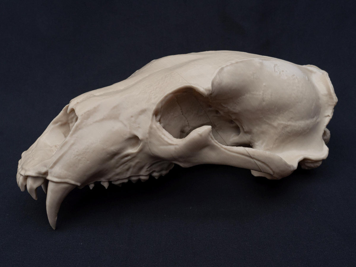 Life Size 3D Printed Polar Bear Skull Model | Gothic Home Decor Oddities