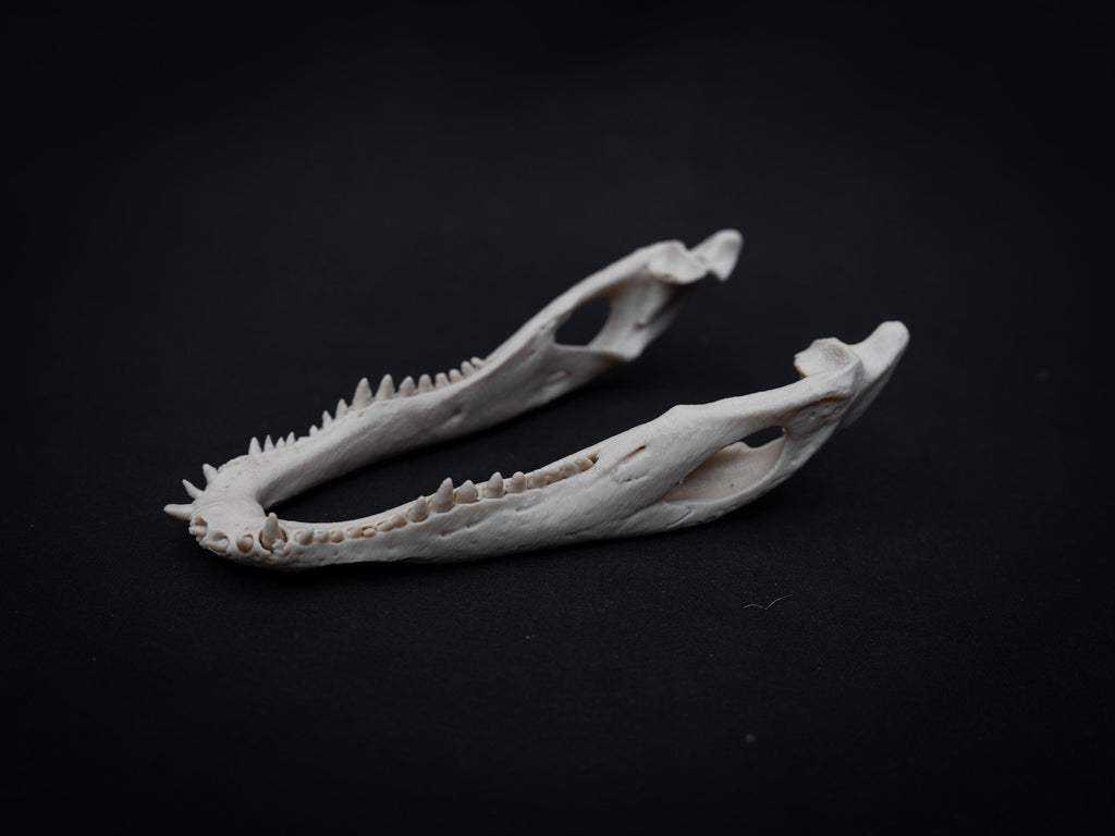 Scaled Alligator Skull Model | Gothic Decor Oddities and Curiosities | 3D Printe
