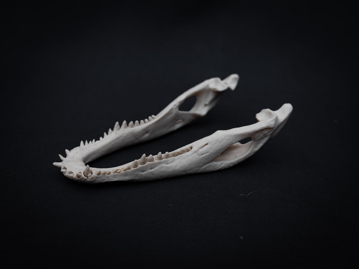 Scaled Alligator Skull Model | Gothic Decor Oddities and Curiosities | 3D Printe