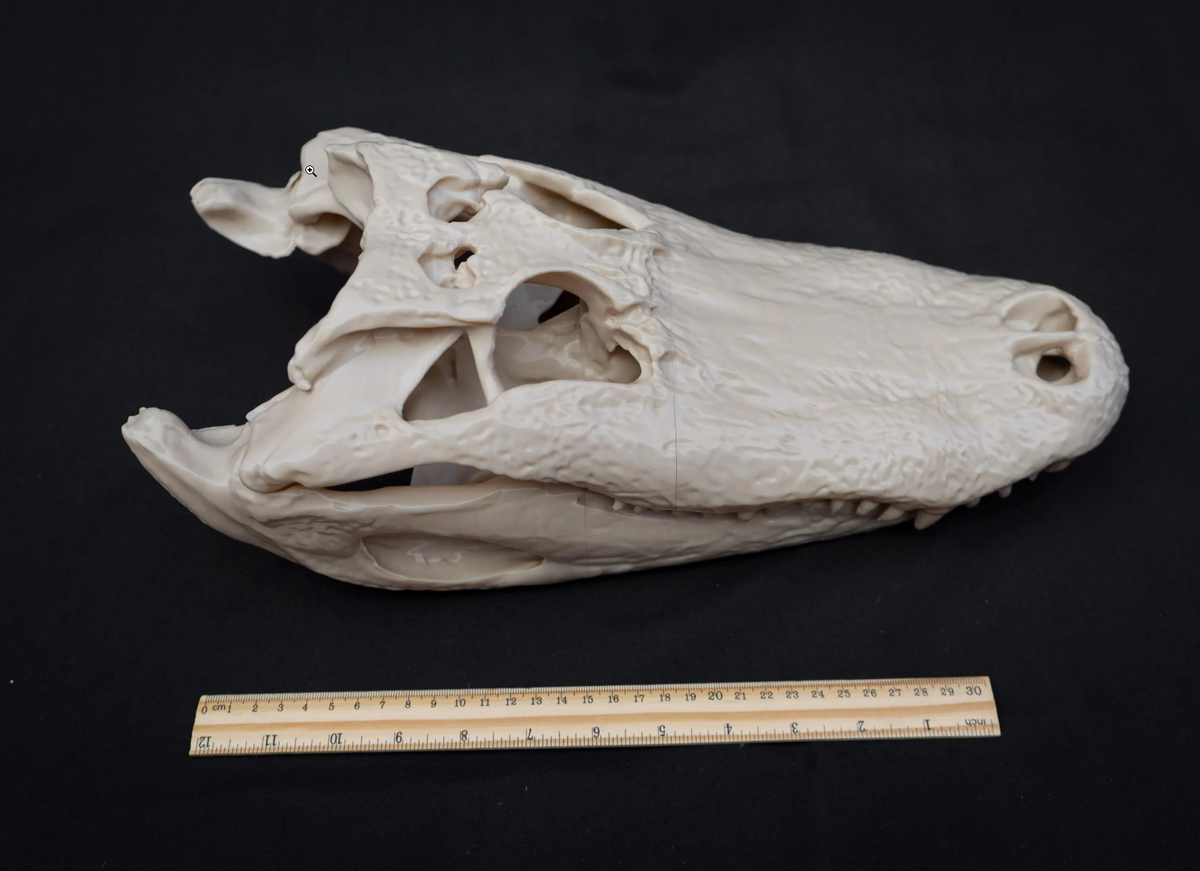 Alligator Skull - Life Size 3D Print