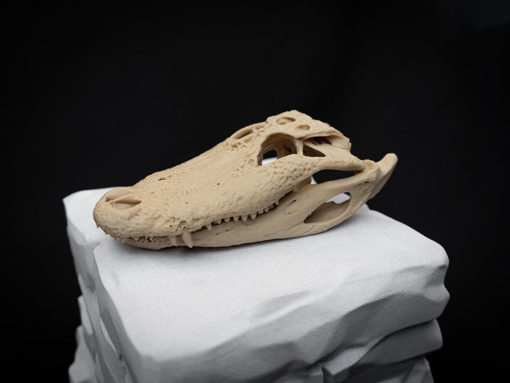 Scaled Alligator Skull Model | Gothic Decor Oddities and Curiosities | 3D Printe
