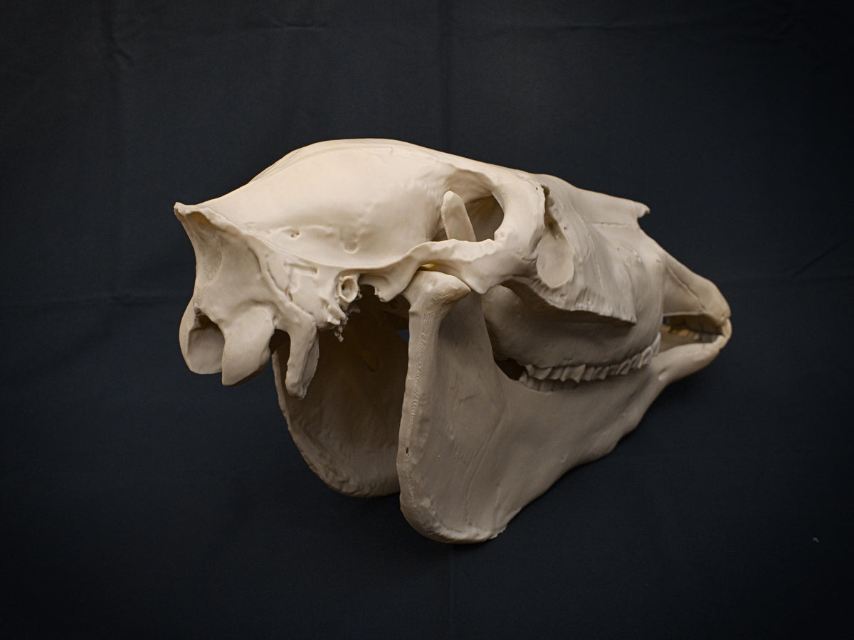 Life-Size Horse Skull Model Assembly Kit | 3D Printed DIY Gothic D�cor | Mari Lw