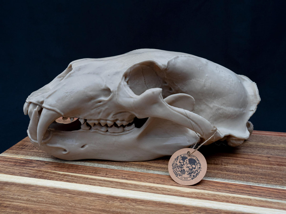 Life Size 3D Printed Polar Bear Skull Model | Gothic Home Decor Oddities