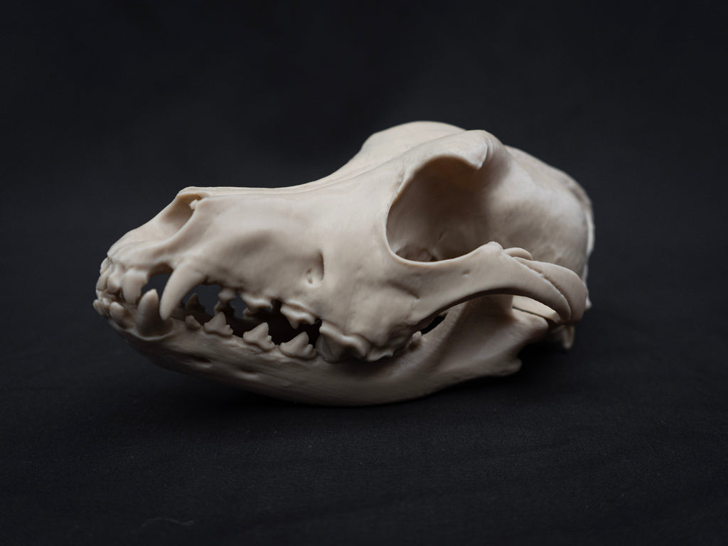 German Shepherd Skull - Life Size 3D Print