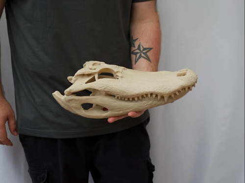 Alligator Skull - Life Size 3D Print
