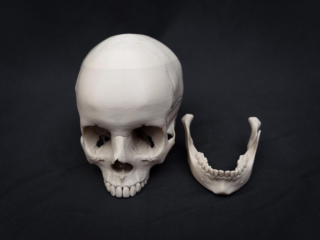 Life Size Human Skull Model | 3D Printed Faux Bone Cranium, Gothic Decor