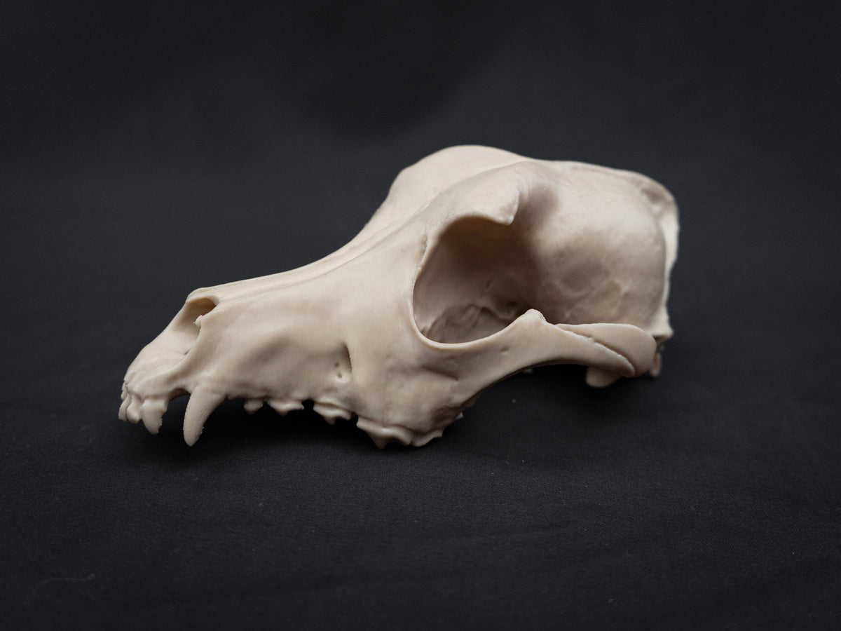 German Shepherd Skull - Life Size 3D Print