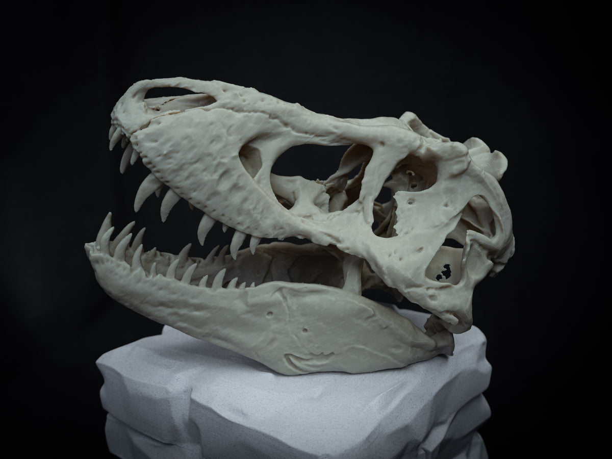 T-Rex Skull - Scaled 3D Print