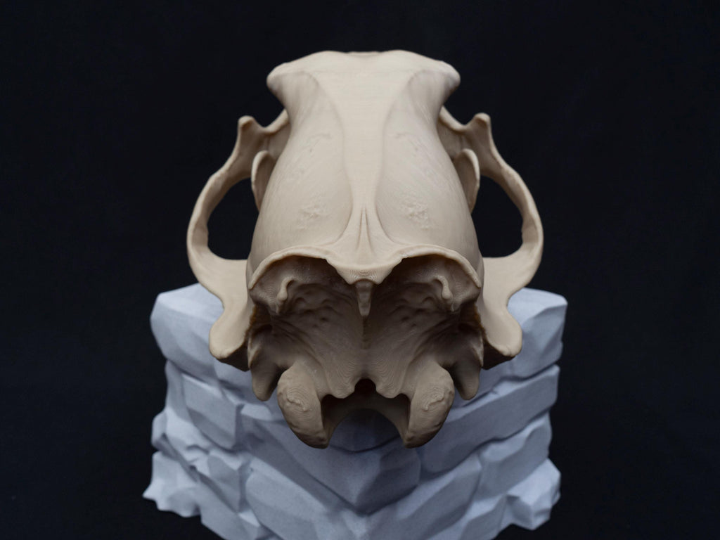 Life Size 3D Printed Polar Bear Skull Model | Gothic Home Decor Oddities