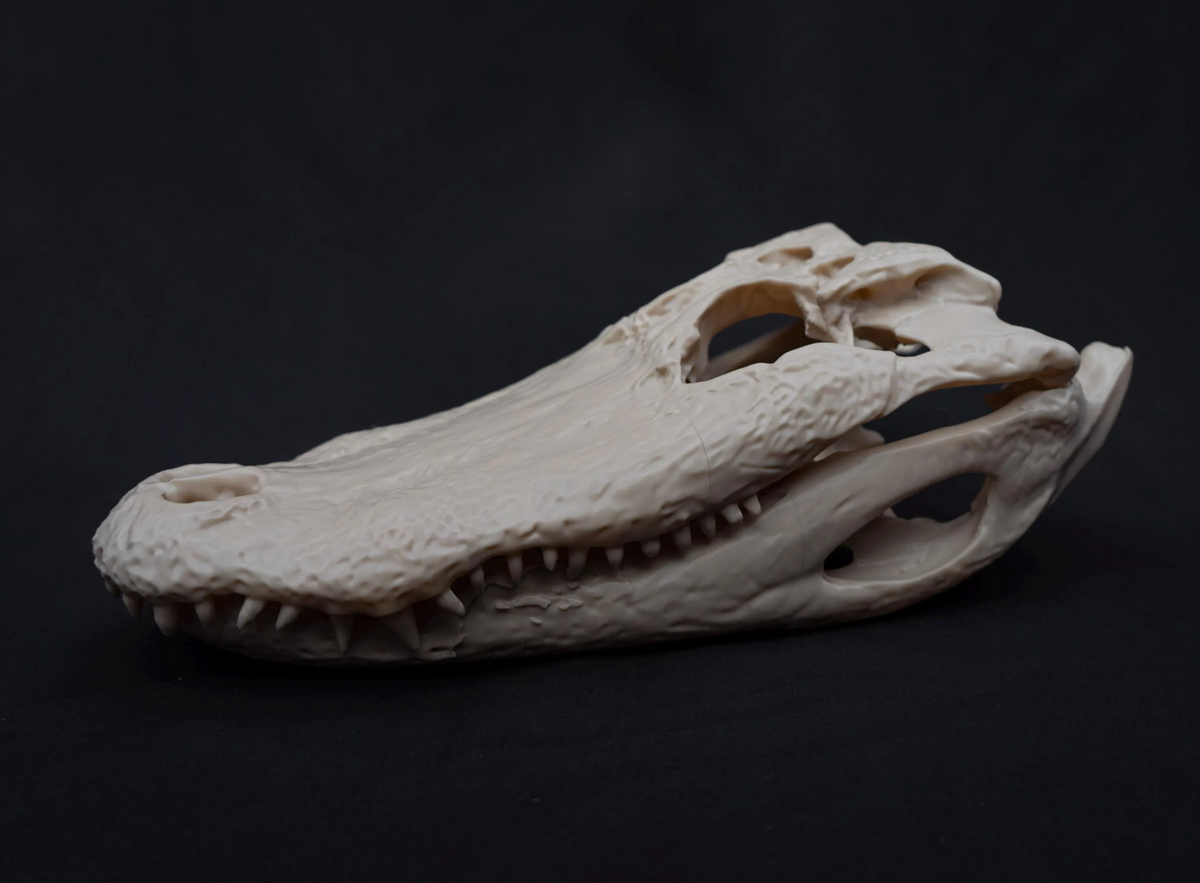 Alligator Skull - Life Size 3D Print