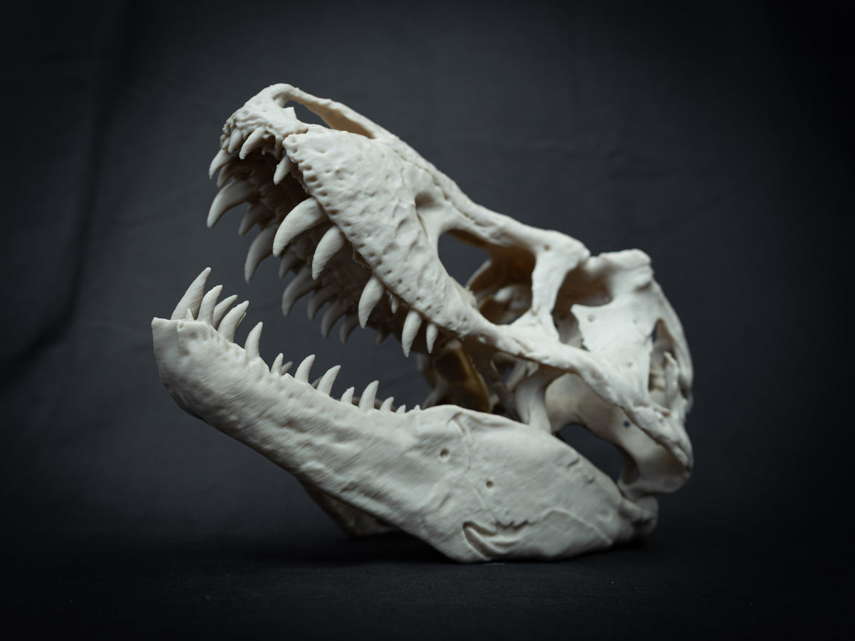 T-Rex Skull - Scaled 3D Print
