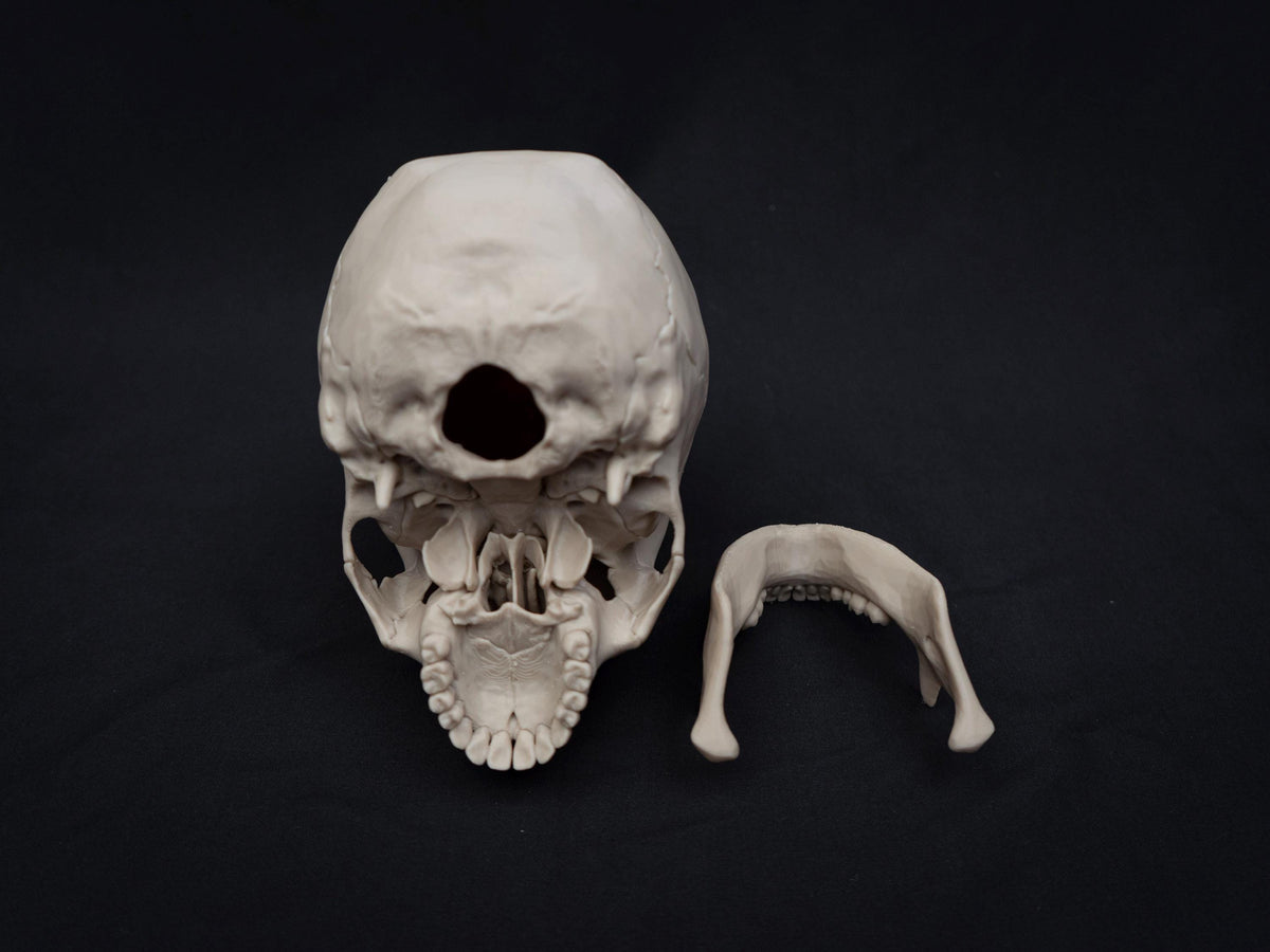 Life Size Human Skull Model | 3D Printed Faux Bone Cranium, Gothic Decor
