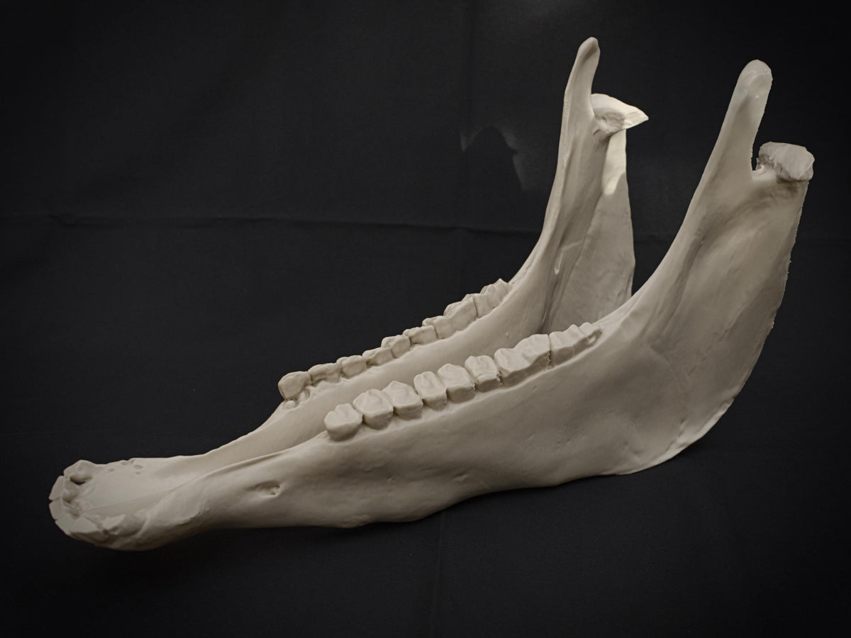 Life-Size Horse Skull Model Assembly Kit | 3D Printed DIY Gothic D�cor | Mari Lw