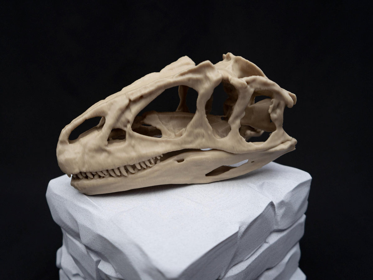 Allosaurus Skull Model | 3D Printed Dinosaur Model, Gothic Decor, Jurassic Fossi