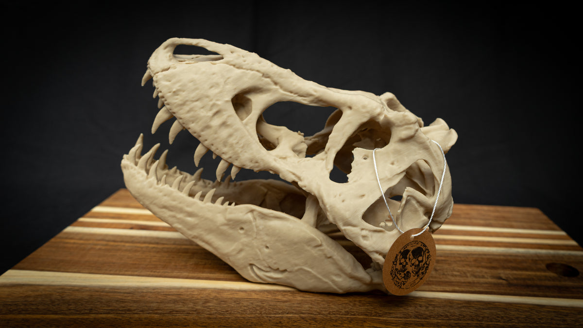 T-Rex Skull - Scaled 3D Print