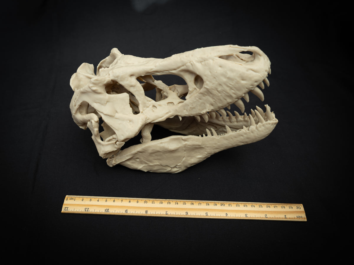 T-Rex Skull - Scaled 3D Print