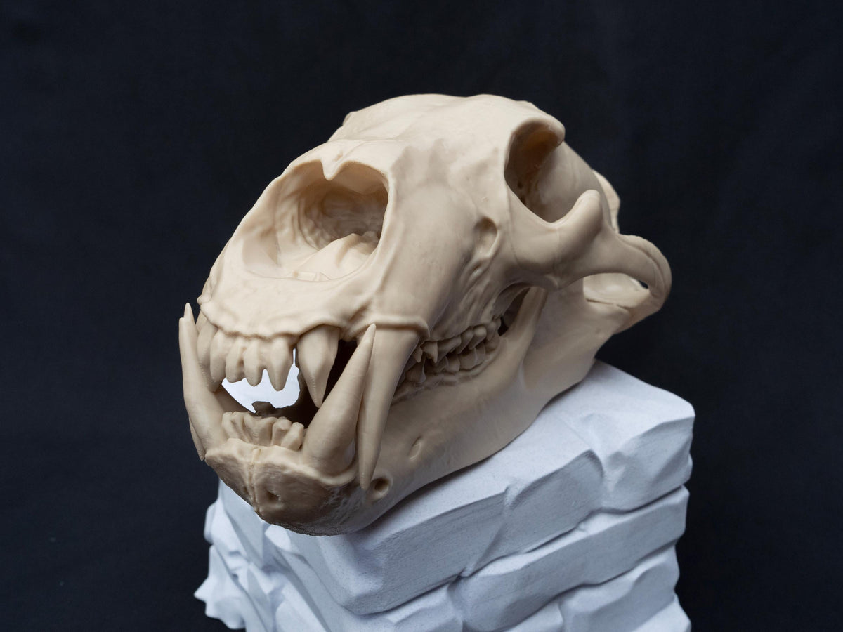 Life Size 3D Printed Polar Bear Skull Model | Gothic Home Decor Oddities