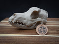 German Shepherd Skull - Life Size 3D Print