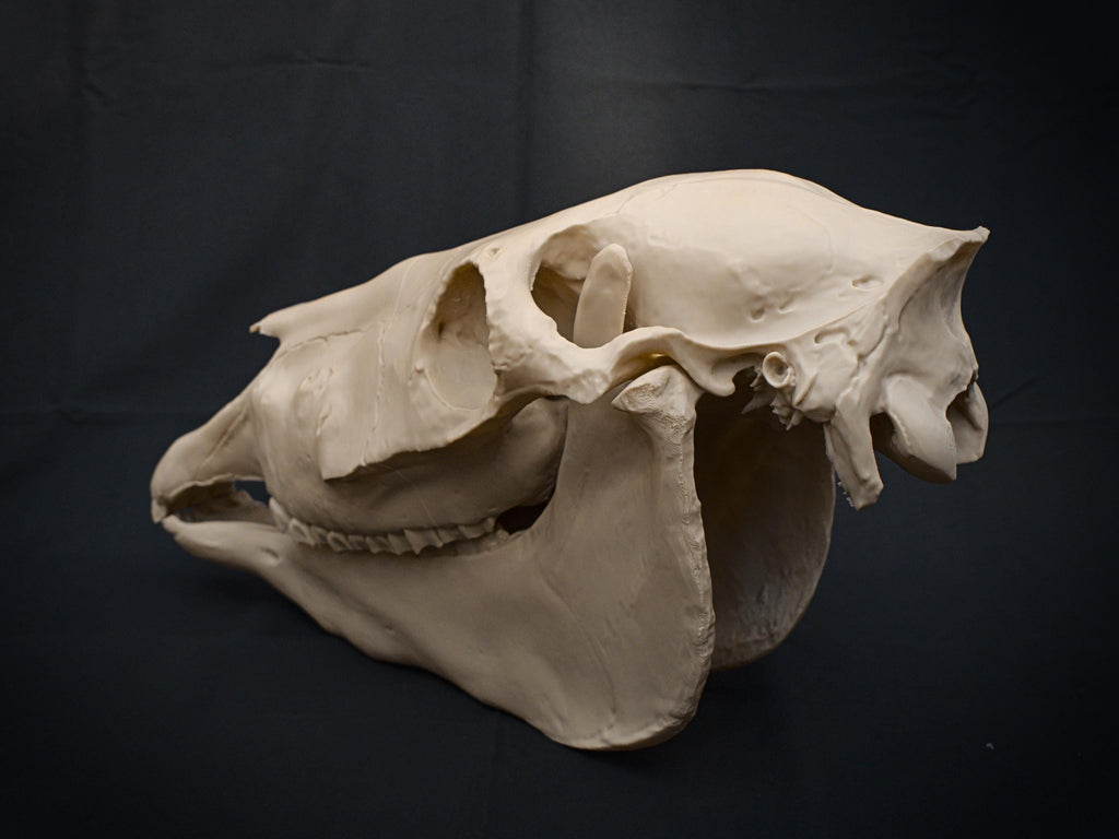 Life-Size Horse Skull Model Assembly Kit | 3D Printed DIY Gothic D�cor | Mari Lw