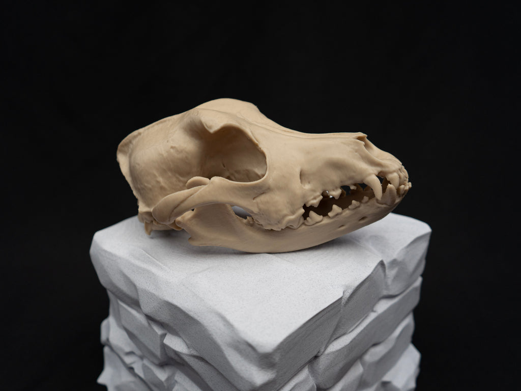 German Shepherd Skull - Life Size 3D Print