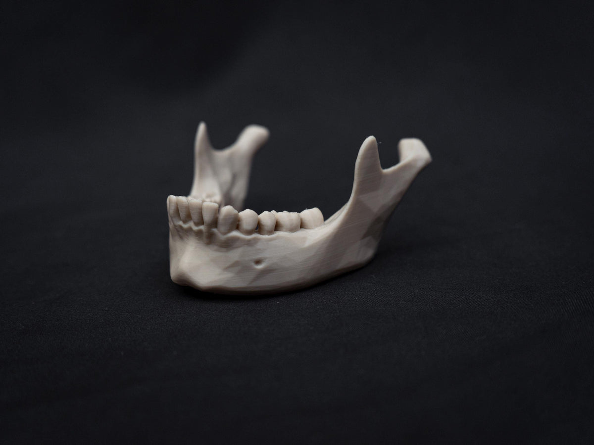 Life Size Human Skull Model | 3D Printed Faux Bone Cranium, Gothic Decor