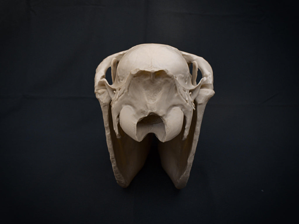 Life-Size Horse Skull Model Assembly Kit | 3D Printed DIY Gothic D�cor | Mari Lw