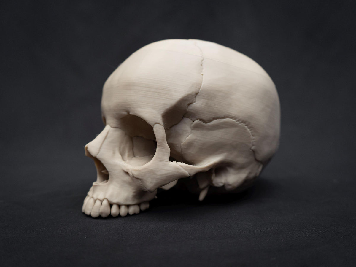 Life Size Human Skull Model | 3D Printed Faux Bone Cranium, Gothic Decor