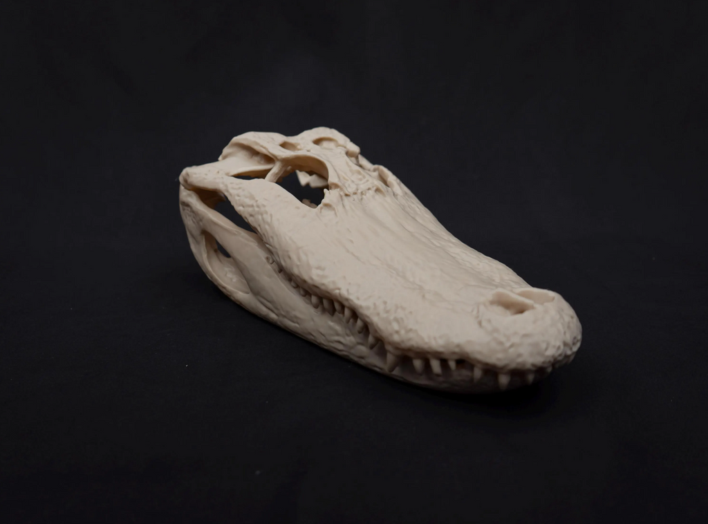 Alligator Skull - Life Size 3D Print