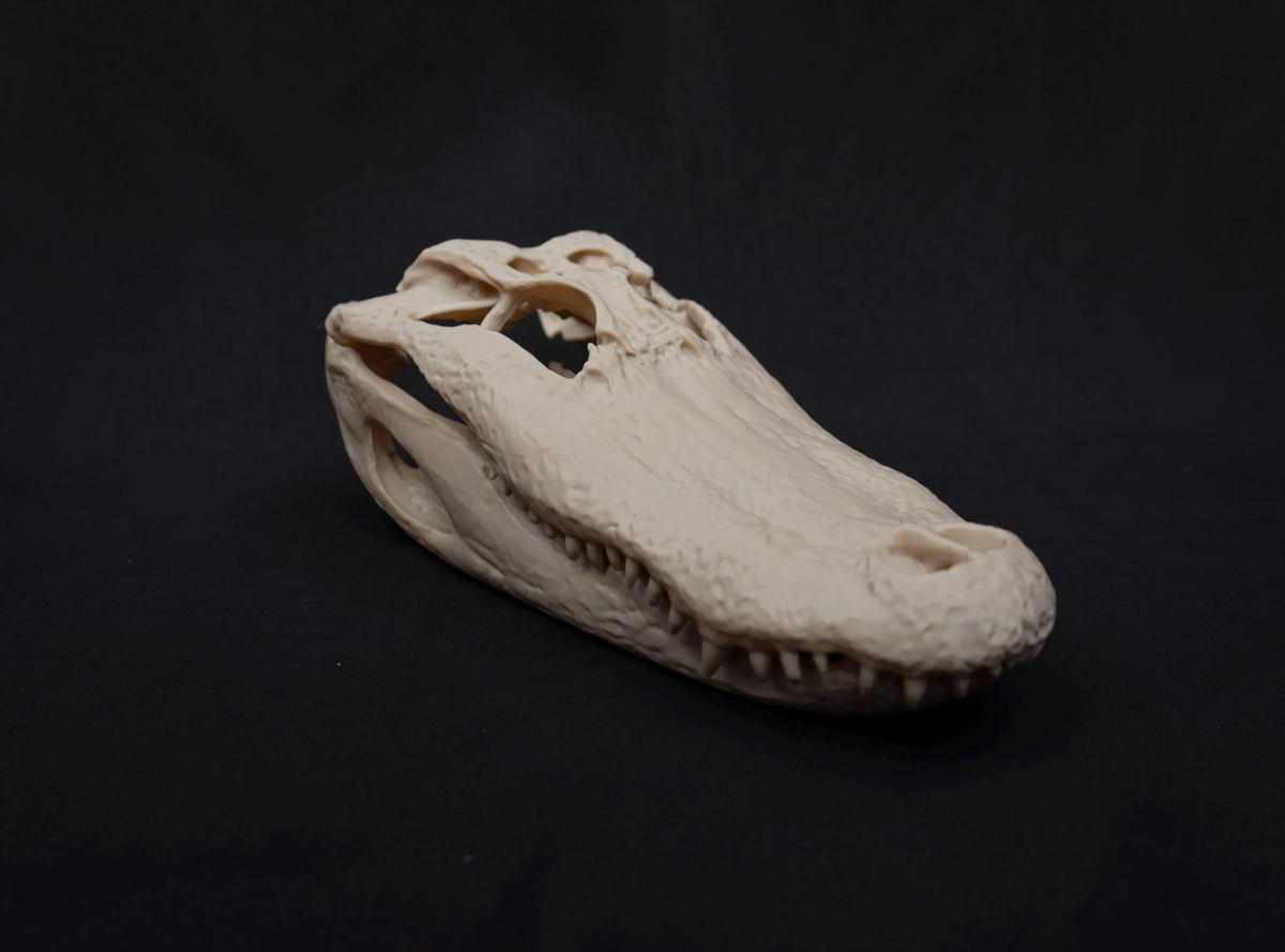 Alligator Skull - Life Size 3D Print