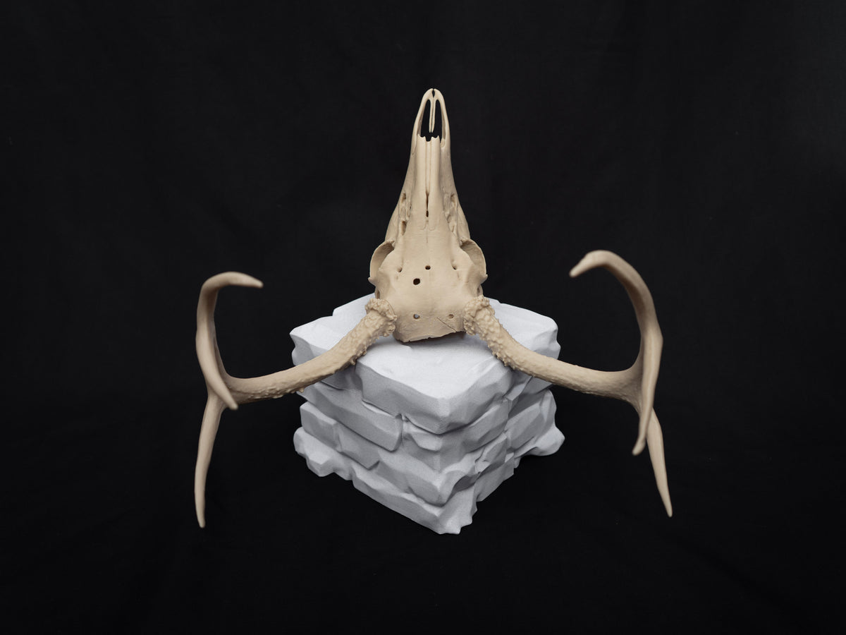 Deer Skull - Life Size 3D Print