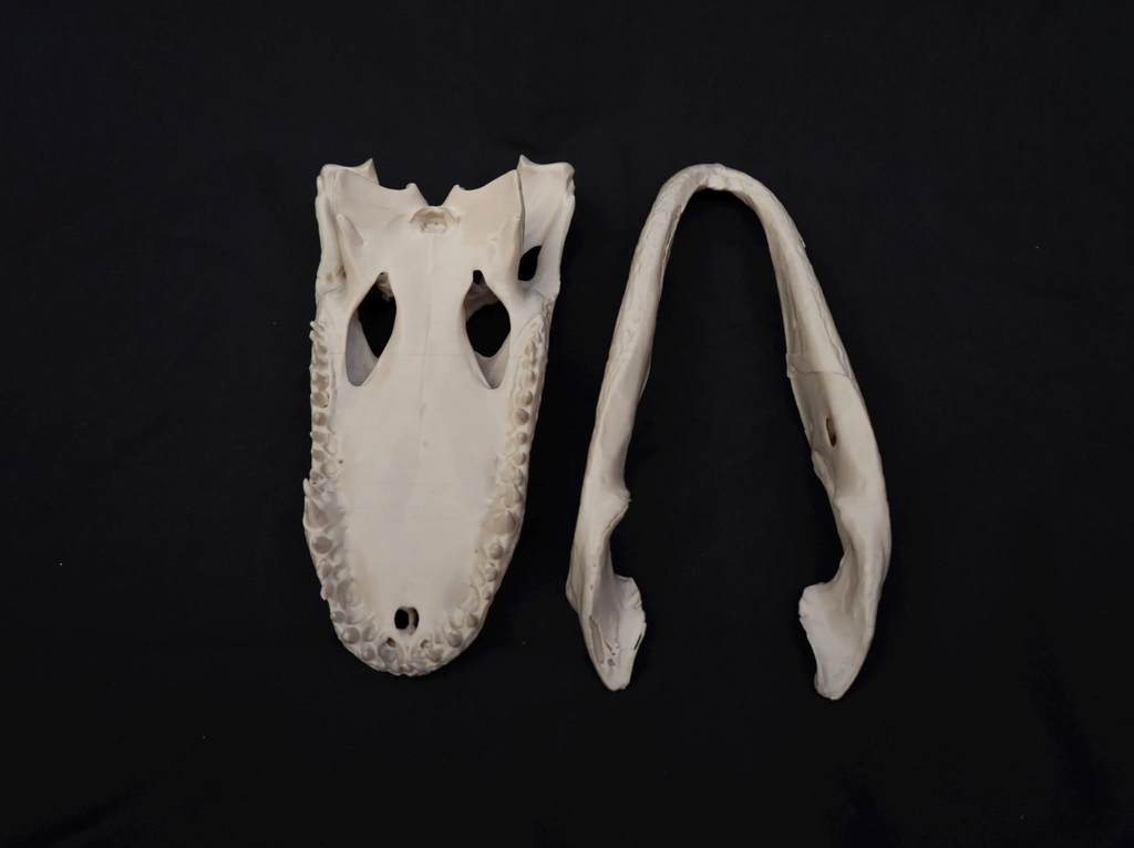 Alligator Skull - Life Size 3D Print