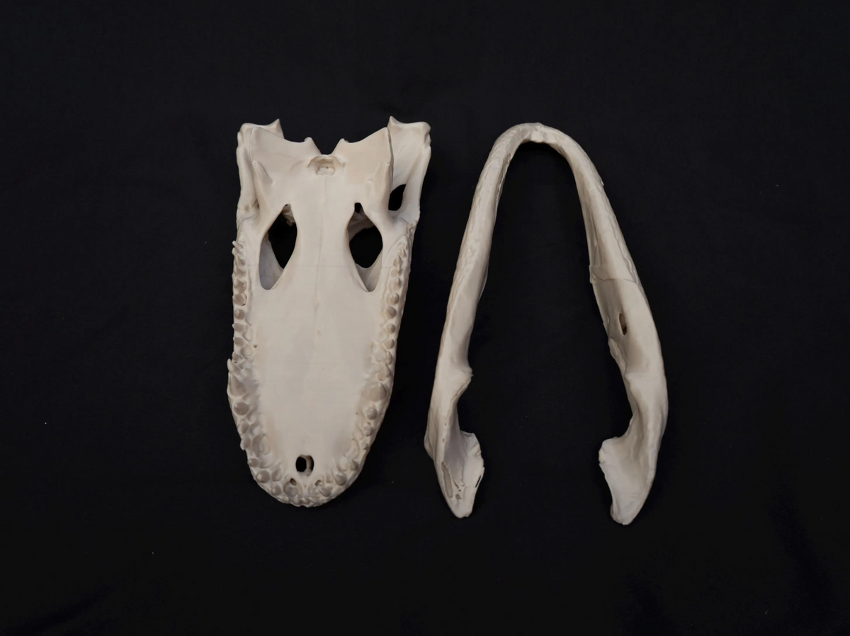 Alligator Skull - Life Size 3D Print