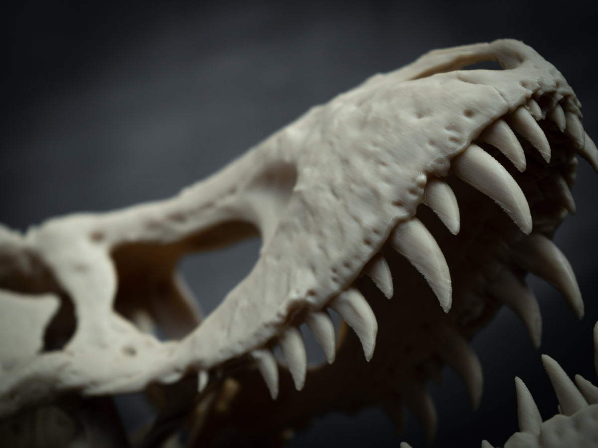 T-Rex Skull - Scaled 3D Print