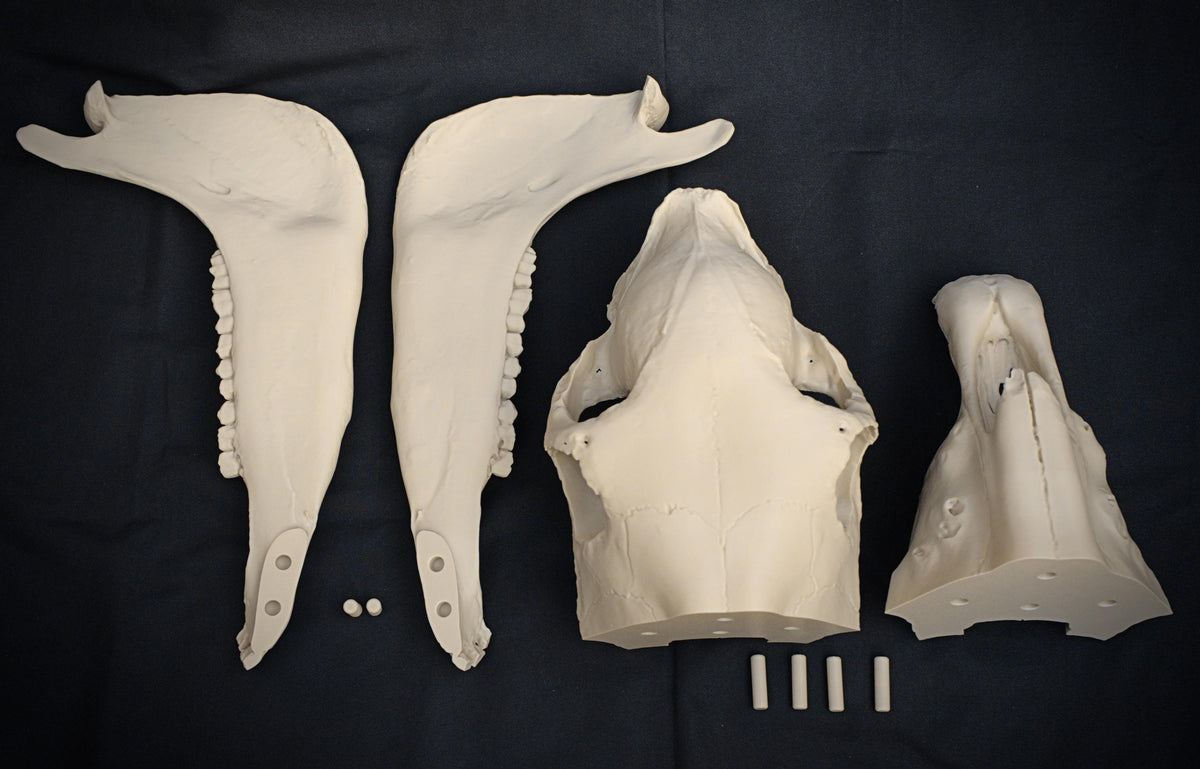 Life-Size Horse Skull Model Assembly Kit | 3D Printed DIY Gothic D�cor | Mari Lw