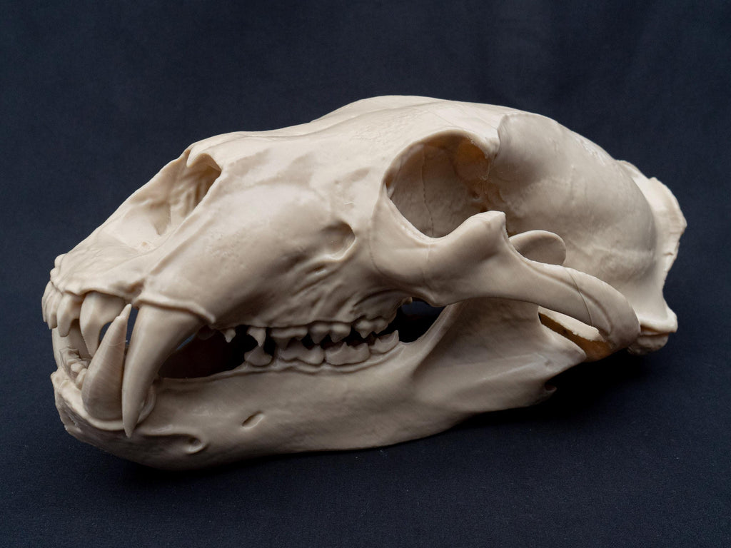 Life Size 3D Printed Polar Bear Skull Model | Gothic Home Decor Oddities