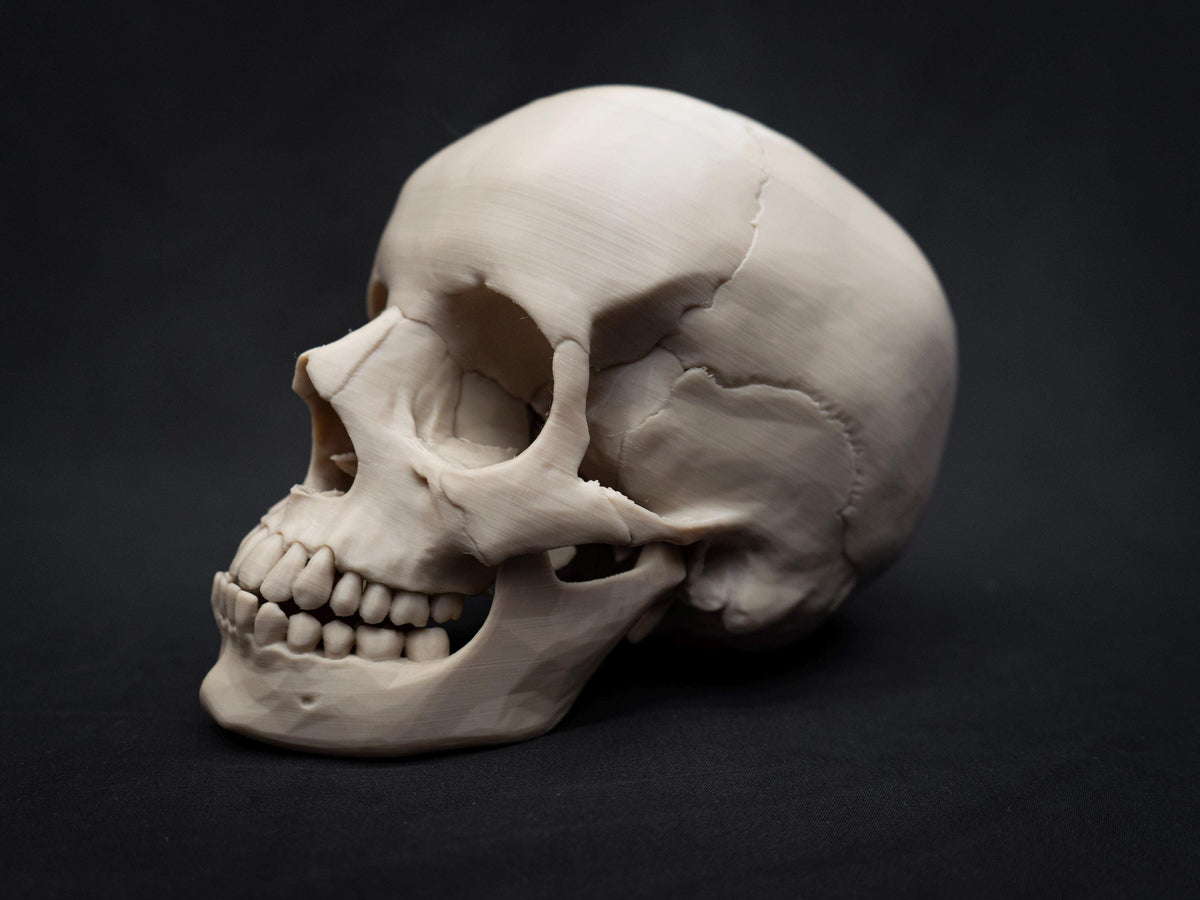 Life Size Human Skull Model | 3D Printed Faux Bone Cranium, Gothic Decor