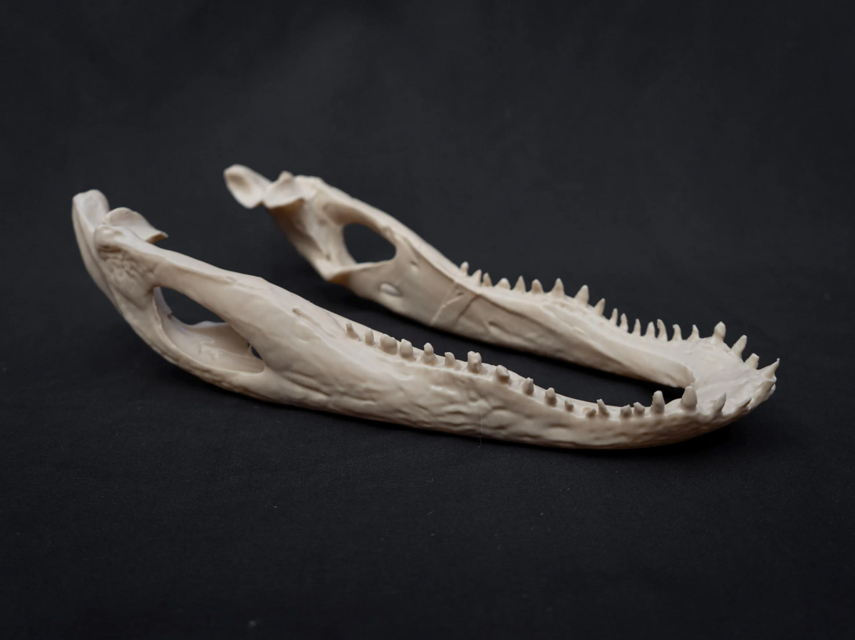 Alligator Skull - Life Size 3D Print